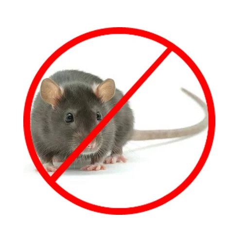 Rodent Control Services