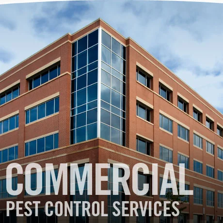 Commercial Pest Control Services