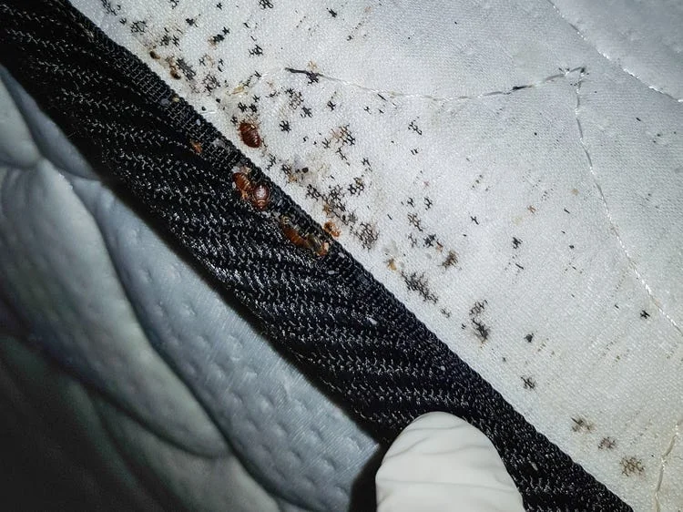 Bed Bugs Treatment