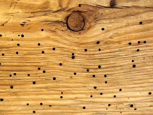 Wood Borer Treatment