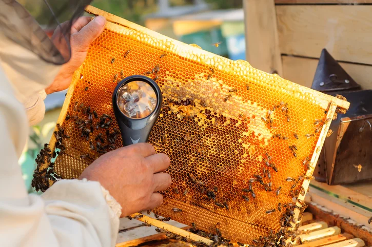 Beehive Treatment